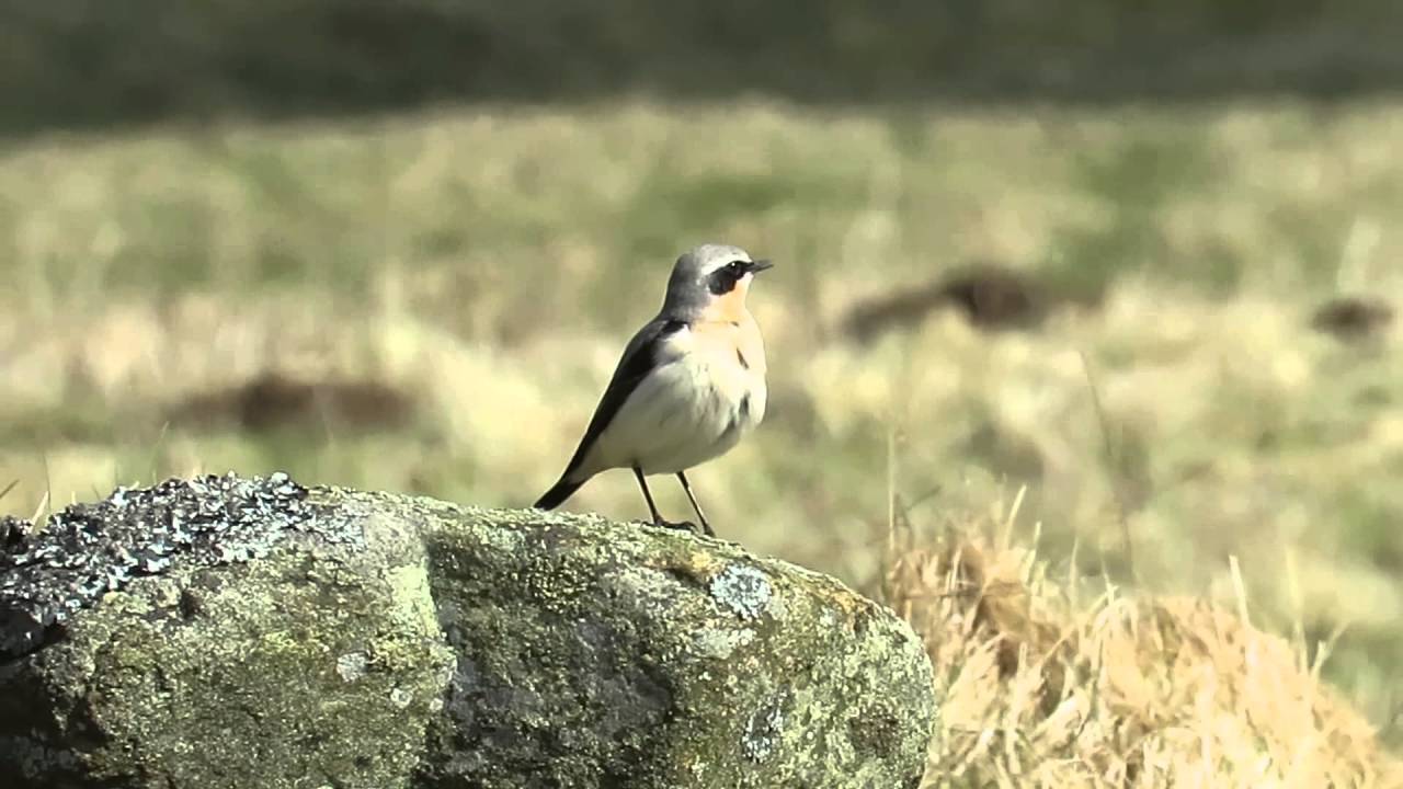 Wheatear, Balintore 30/3/2016