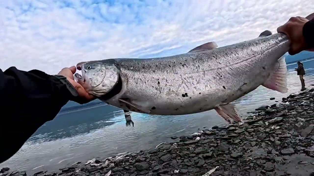 Silver Salmon Fishing 🎣 Trip Valdez Alaska #alaska #fishing #salmonfishing #valdez 
