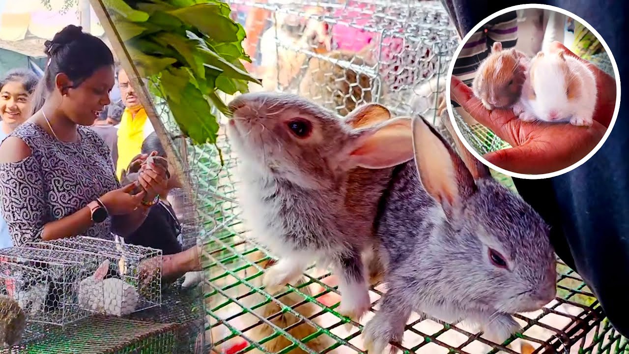 Gallif Street Pet Market | Current Rabbits, Bunny, Hamster Price Updates | Kolkata Sunday Big Market