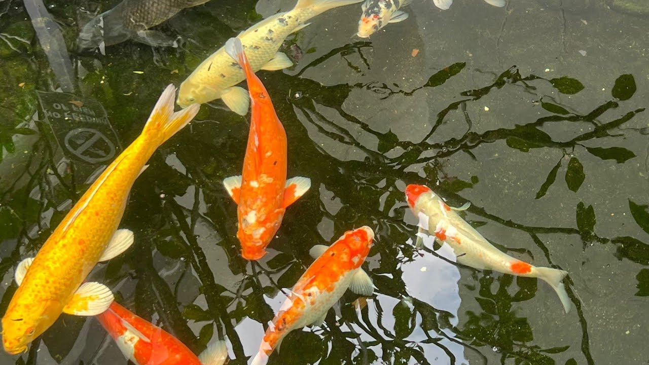 Here Comes The Koi Fish! #nature #koifisb #livestream