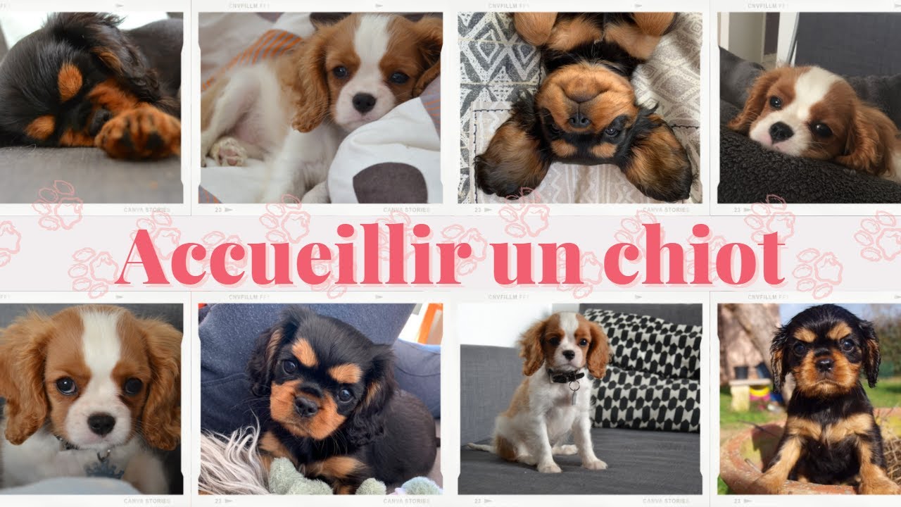 Accueillir un chiot || CAVS OF BORDEAUX