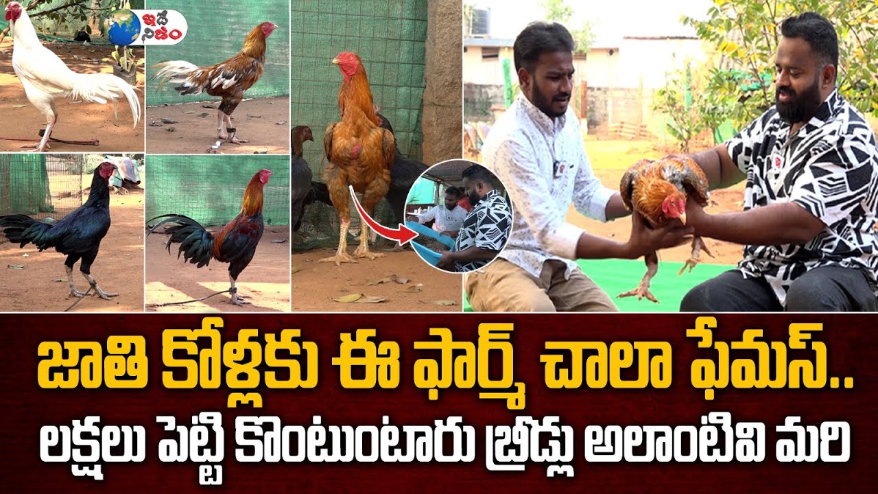 జాతి కోళ్లకు ఈ ఫామ్ చాలా ఫేమస్ లక్షలు పెట్టి కొంటుంటారు | Suresh Varma Farm| Jathi Kollu| Idenijam