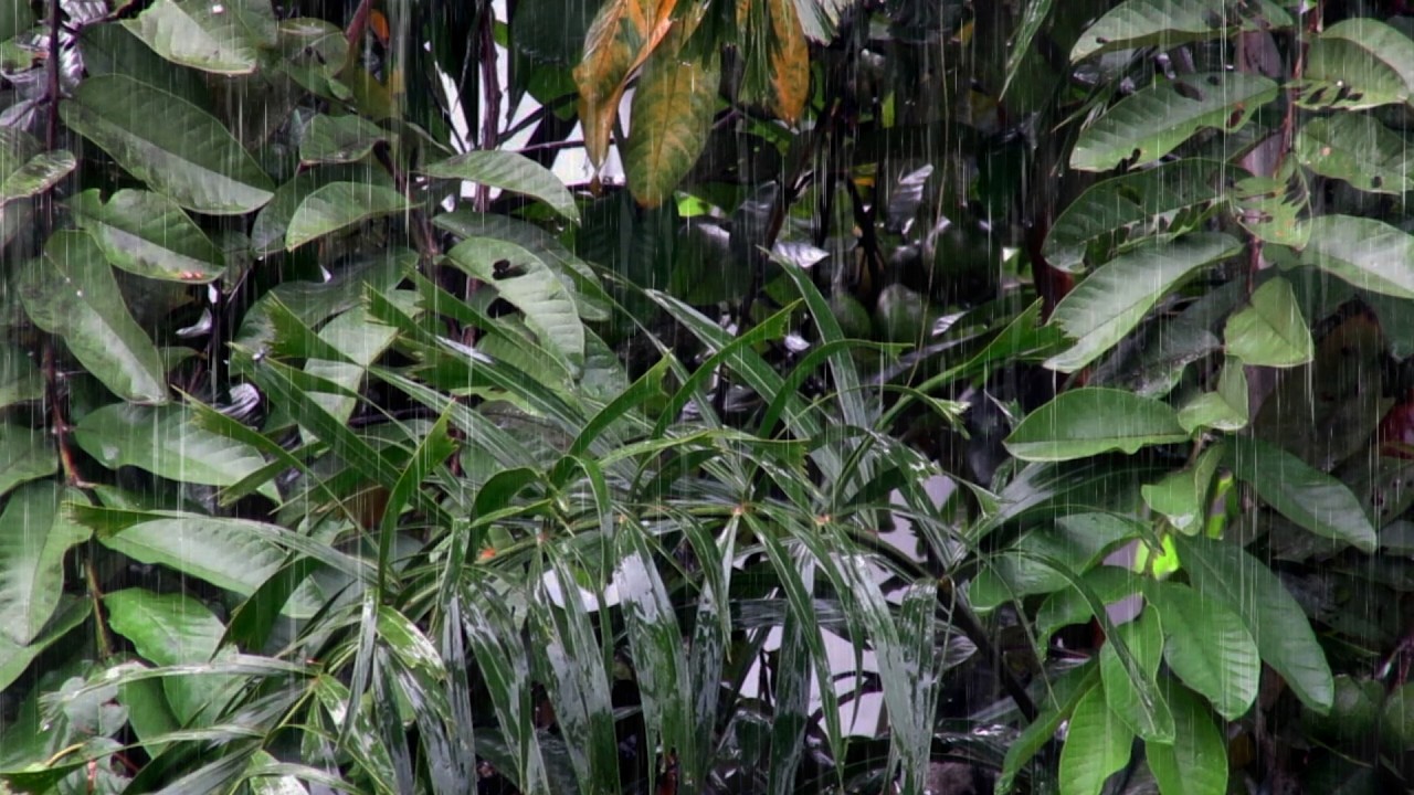 Raining Sound for Sleeping – Steady Natural Rain Ambience to Calm the Mind and Support Deep Rest