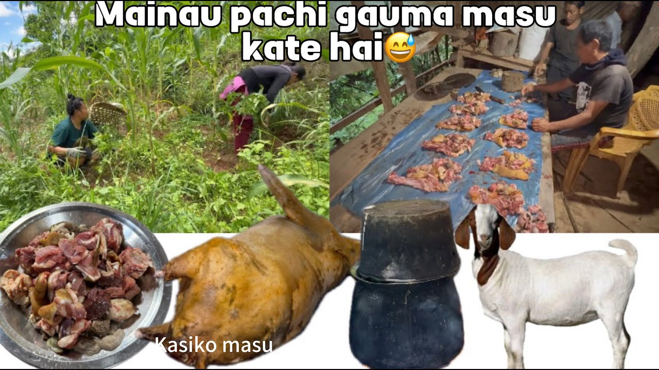 Mainau pachi gauma masu kate || Hamro bariko jharlai daryam daryam garne kaam 🙏🏻