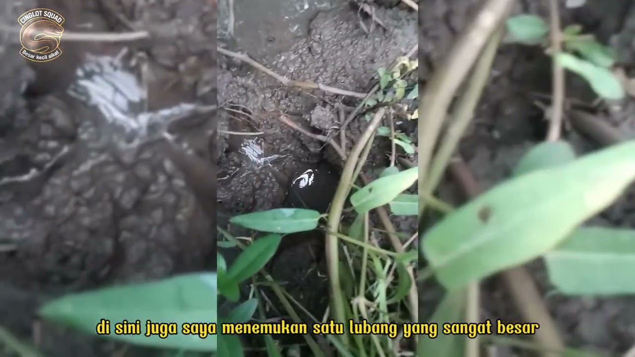Di luar nalar spot lubang  isinya belut semua MANTAB