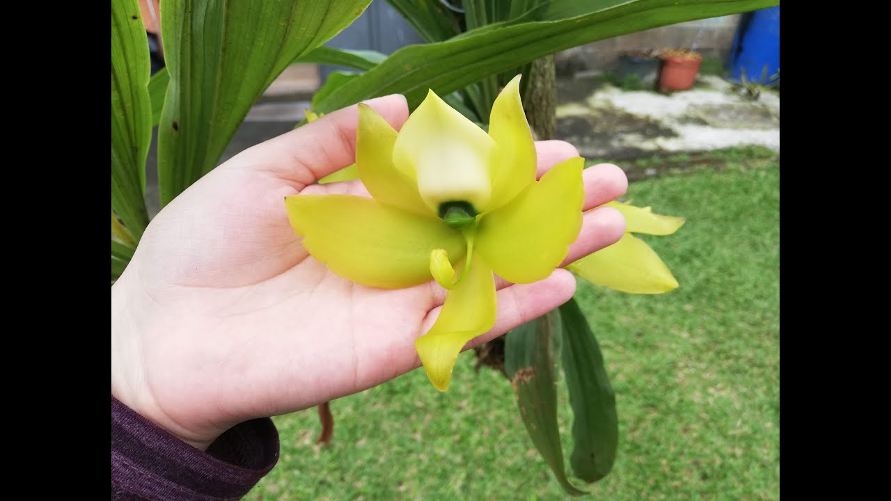 CONOZCAMOS LAS ORQUIDEAS CYCNOCHES