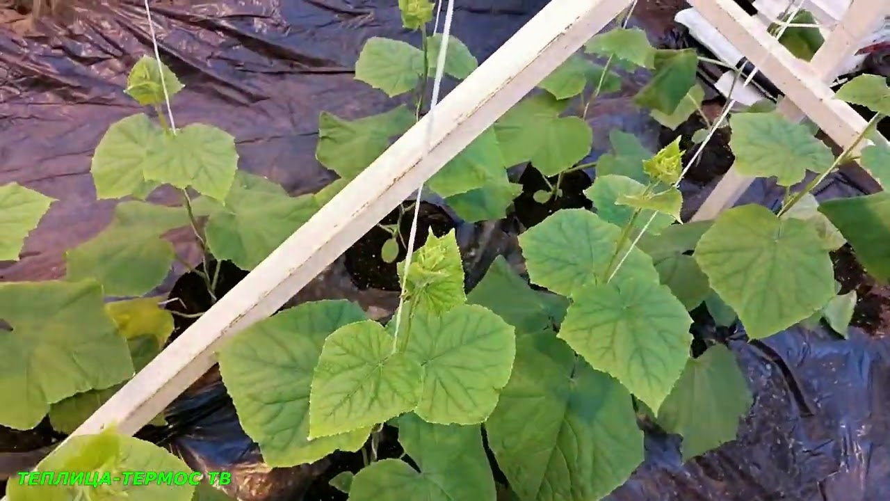 Действие Флорона на огурцы Разные нюансы при выращивании, сезон 2022