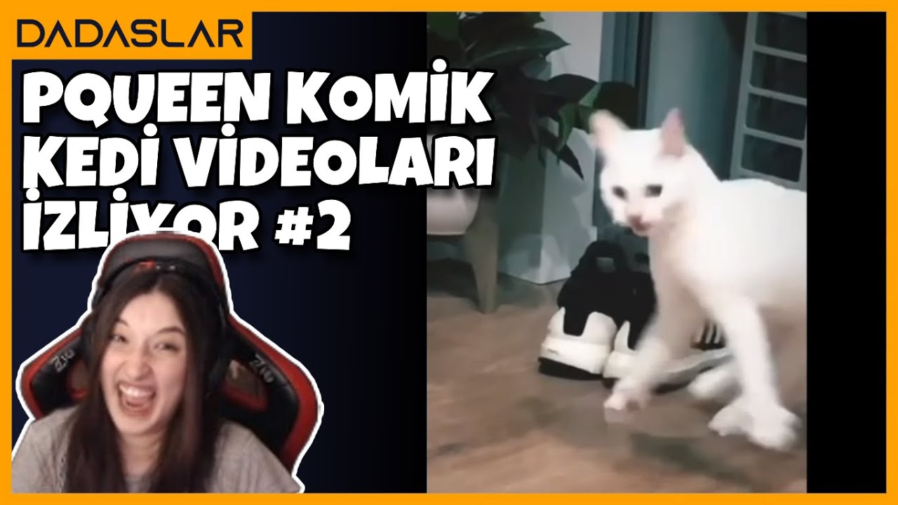 Pqueen - Aşırı Komik Kedi Videoları İzliyor #2