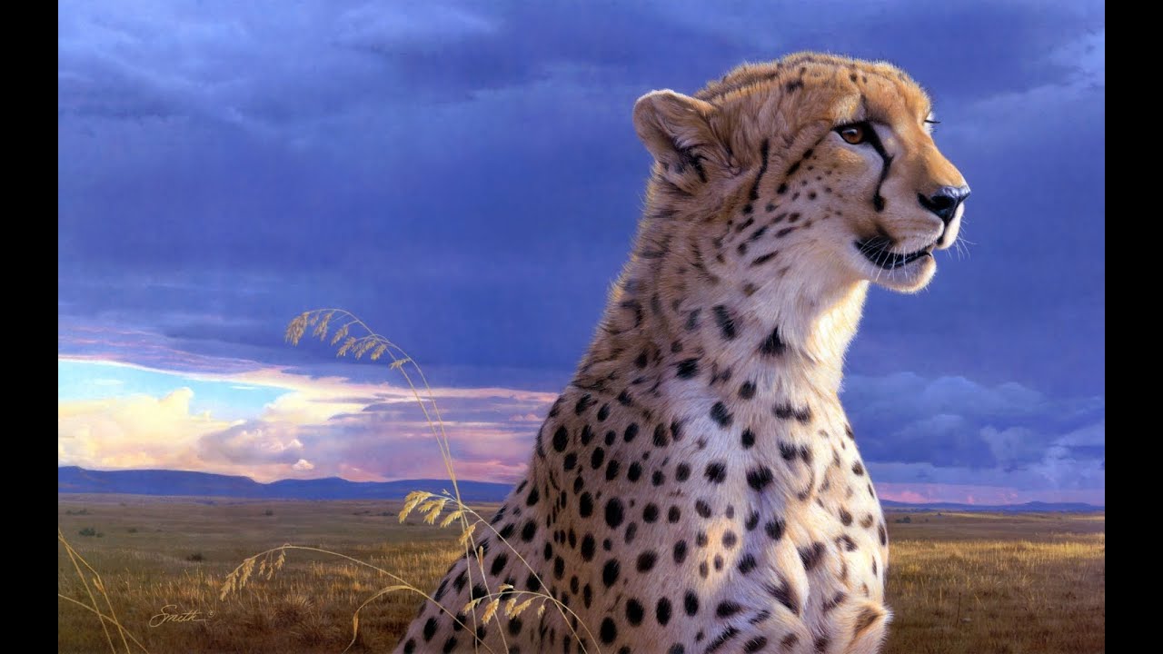Relaxing Music with Cheetah Images