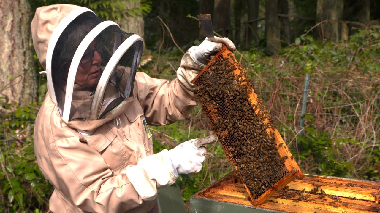 Stung By Climate •  Episode 2: Listen to the Bees