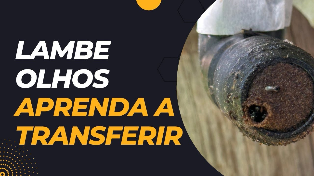 TRANSFERÊNCIA DE ABELHA LAMBE OLHOS, DEPOIS DE 03 MESES DEFINHOU?