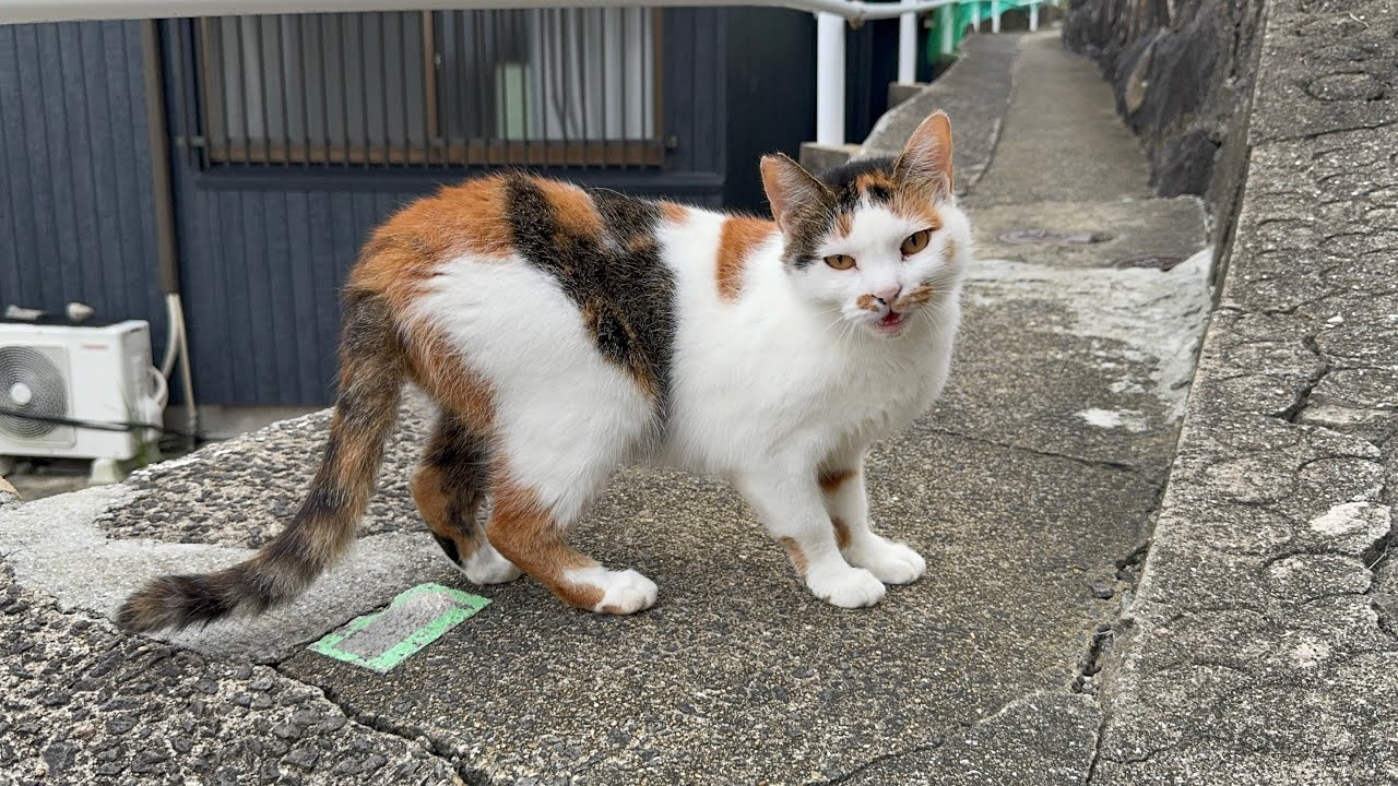長崎の猫