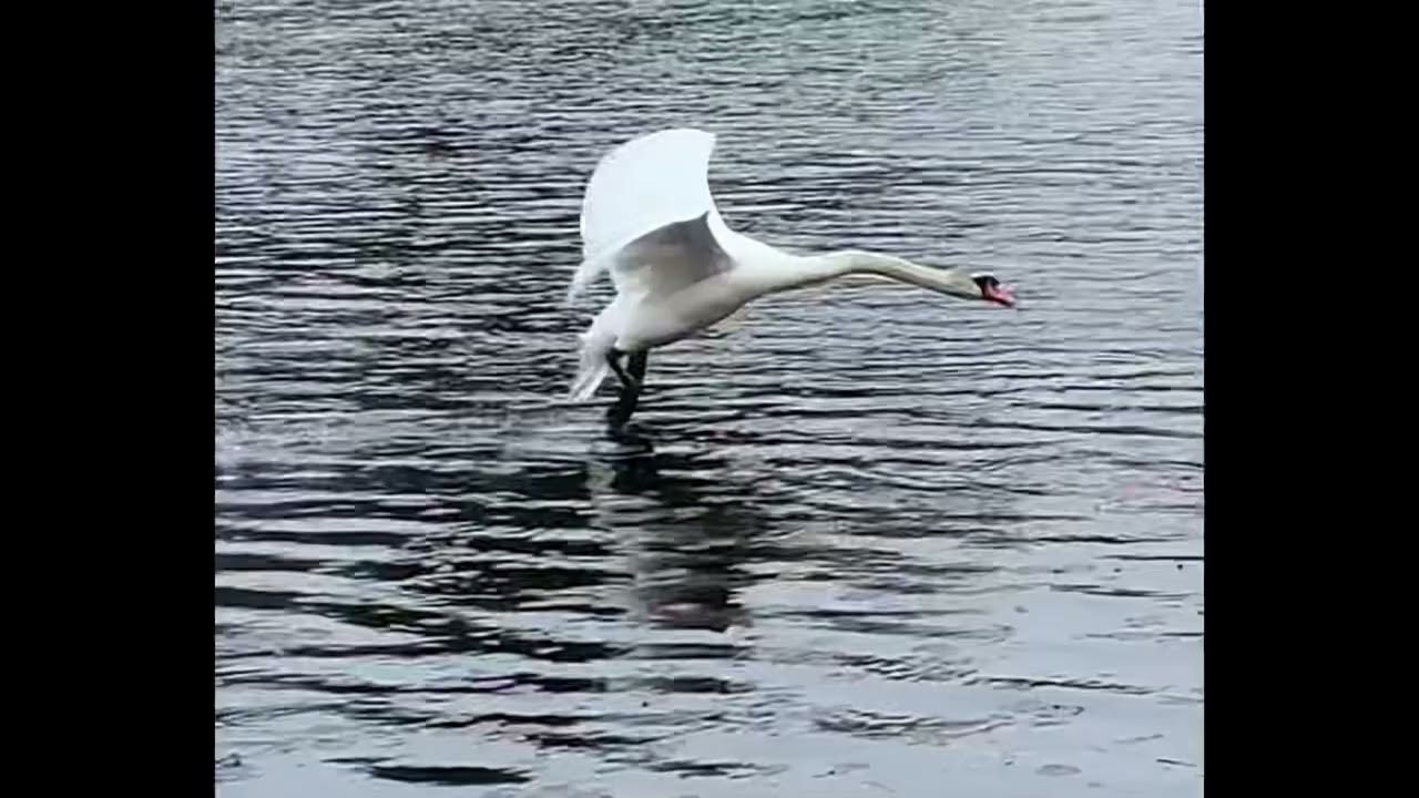 Mute Swan Attacking Canada Geese! (Royal Swan)