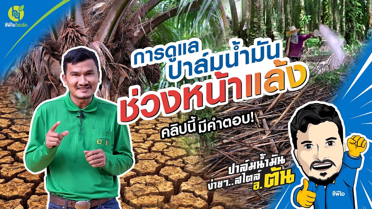 การดูแลสวนปาล์มน้ำมันช่วงหน้าแล้ง | ปาล์มน้ำมันง่ายๆ สไตล์อาจารย์ต้น