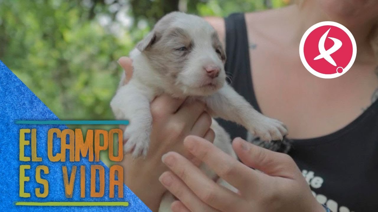 Nacen 18 border collies en la finca de Verónica | El campo es vida