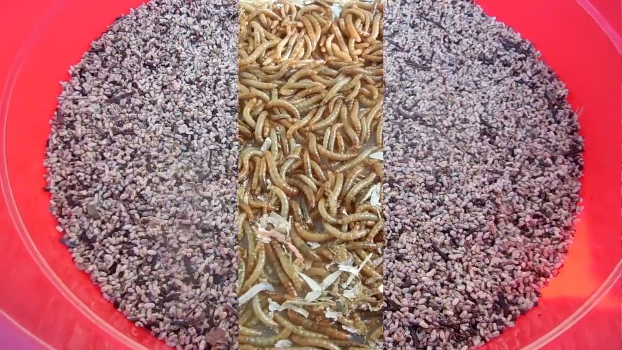 Муч червь + Мур яйцо.