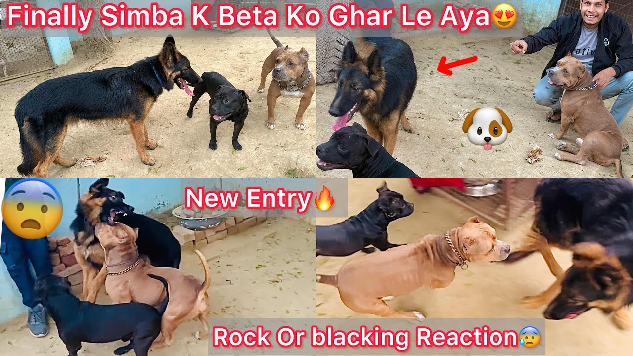 Finally Simba K Beta Ko Ghar Le Aya Hamasa K Liya😍🐶Rock Or Blacking Reaction😨