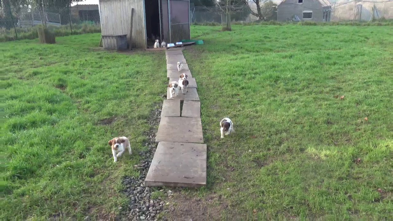 Visite guidée des chiots de Keranlouan génération 2018