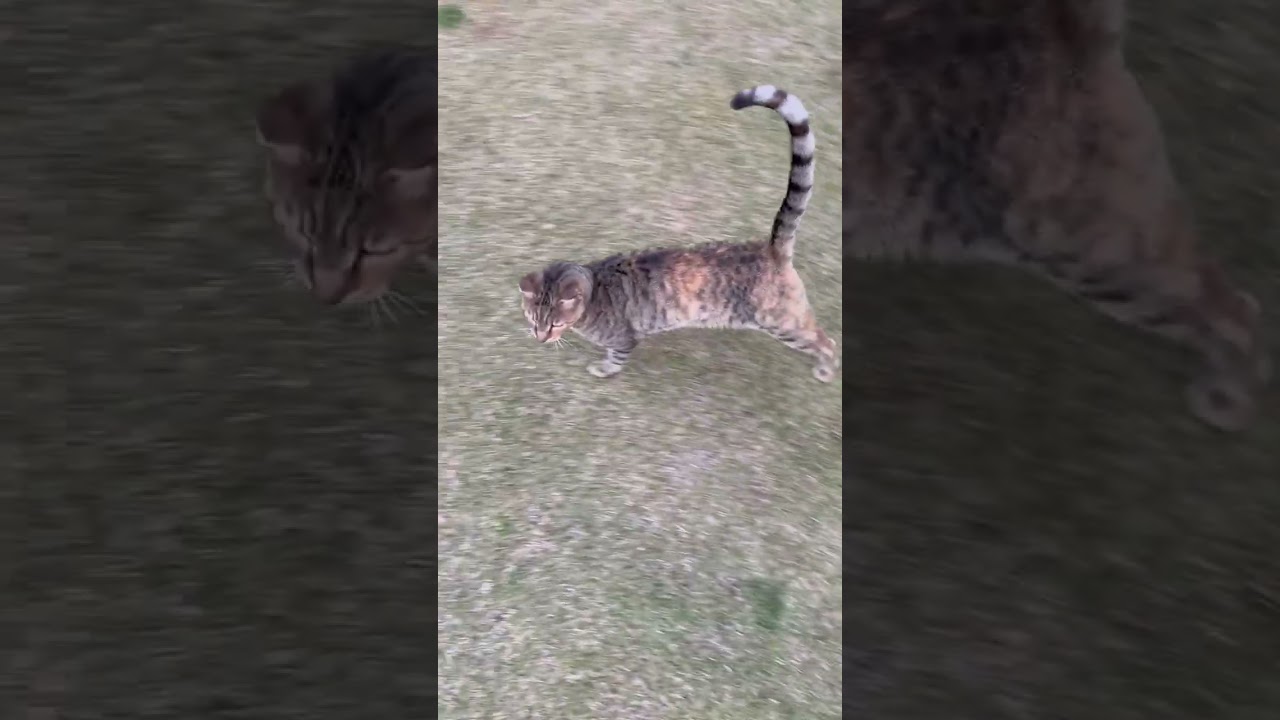#قطط #cat #catlover #catvideos #cats #catplaying #catlovers #catstory #catshorts #catlife #nature