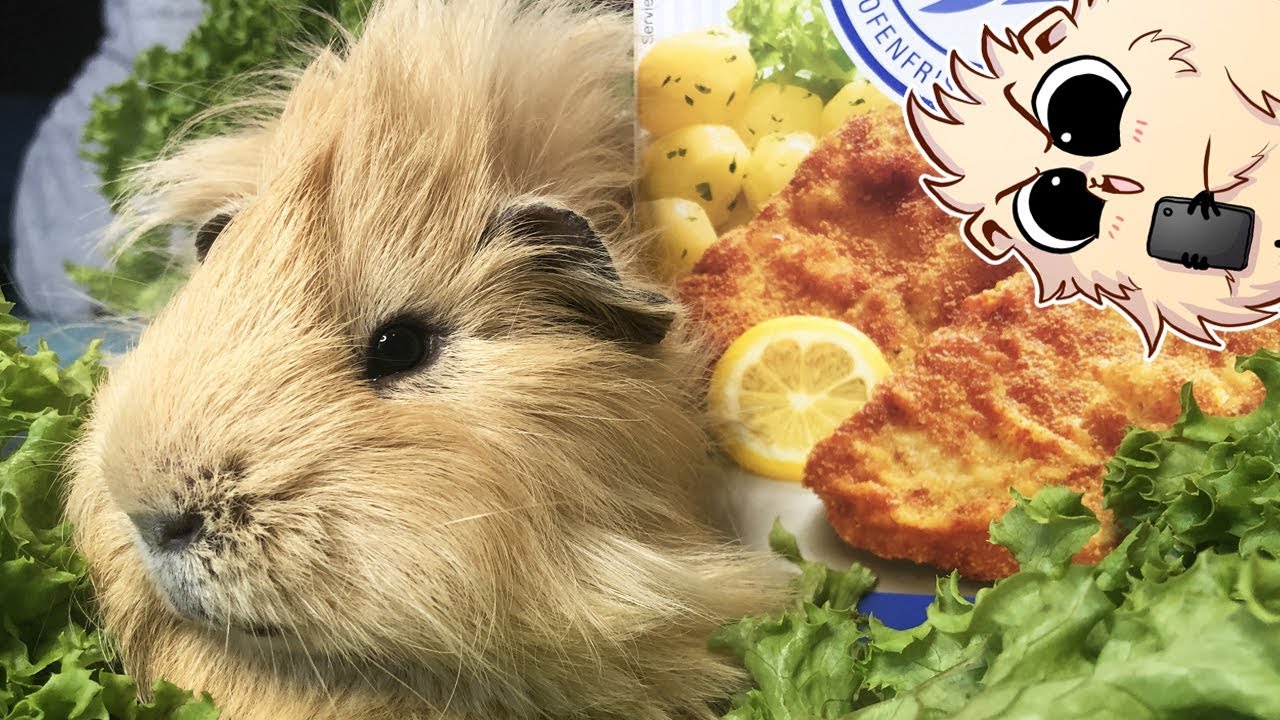 Brösel - Woher haben deine Meerschweinchen ihre Namen? | Die Meeries