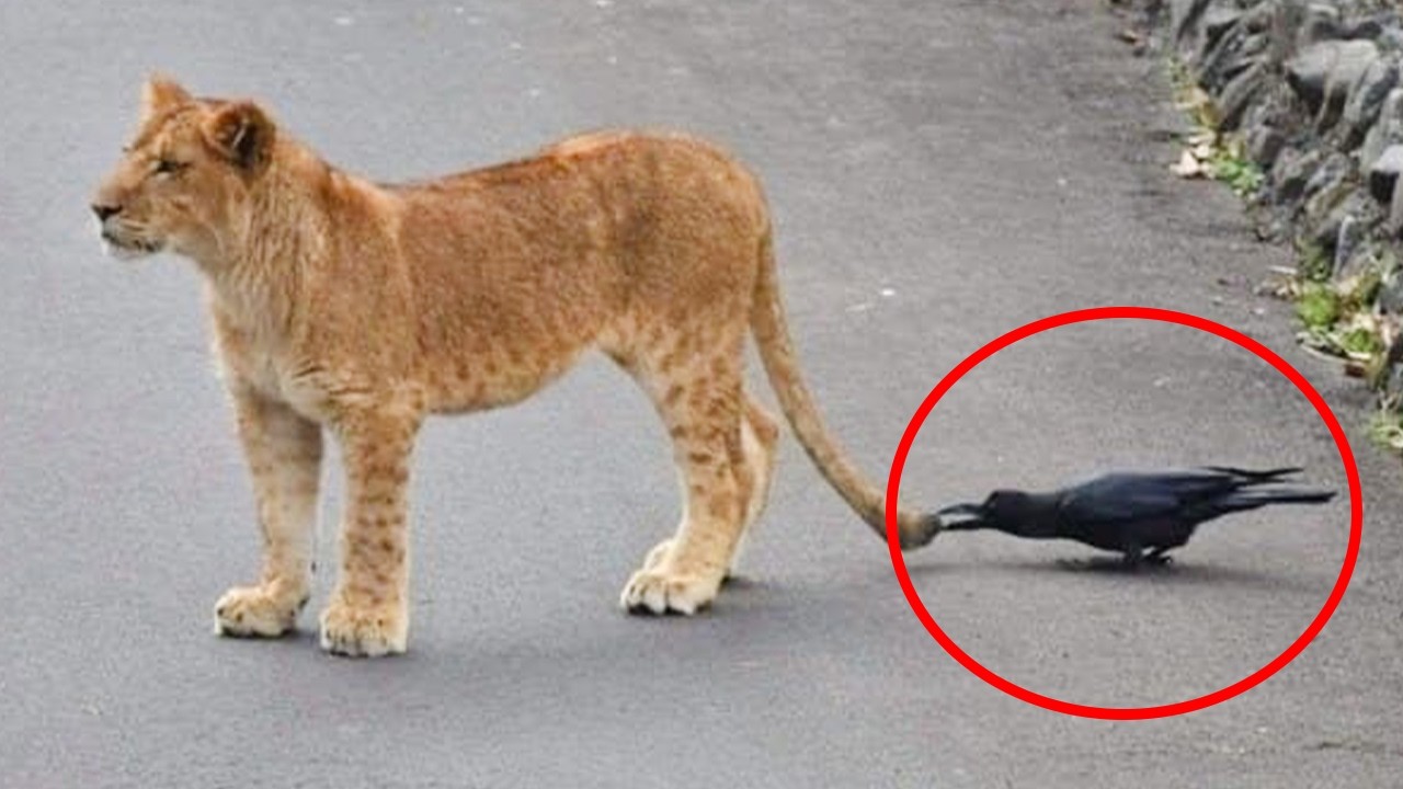 Animal Odd Couples Around the World 😂 FUNNIEST ANIMALS Videos!