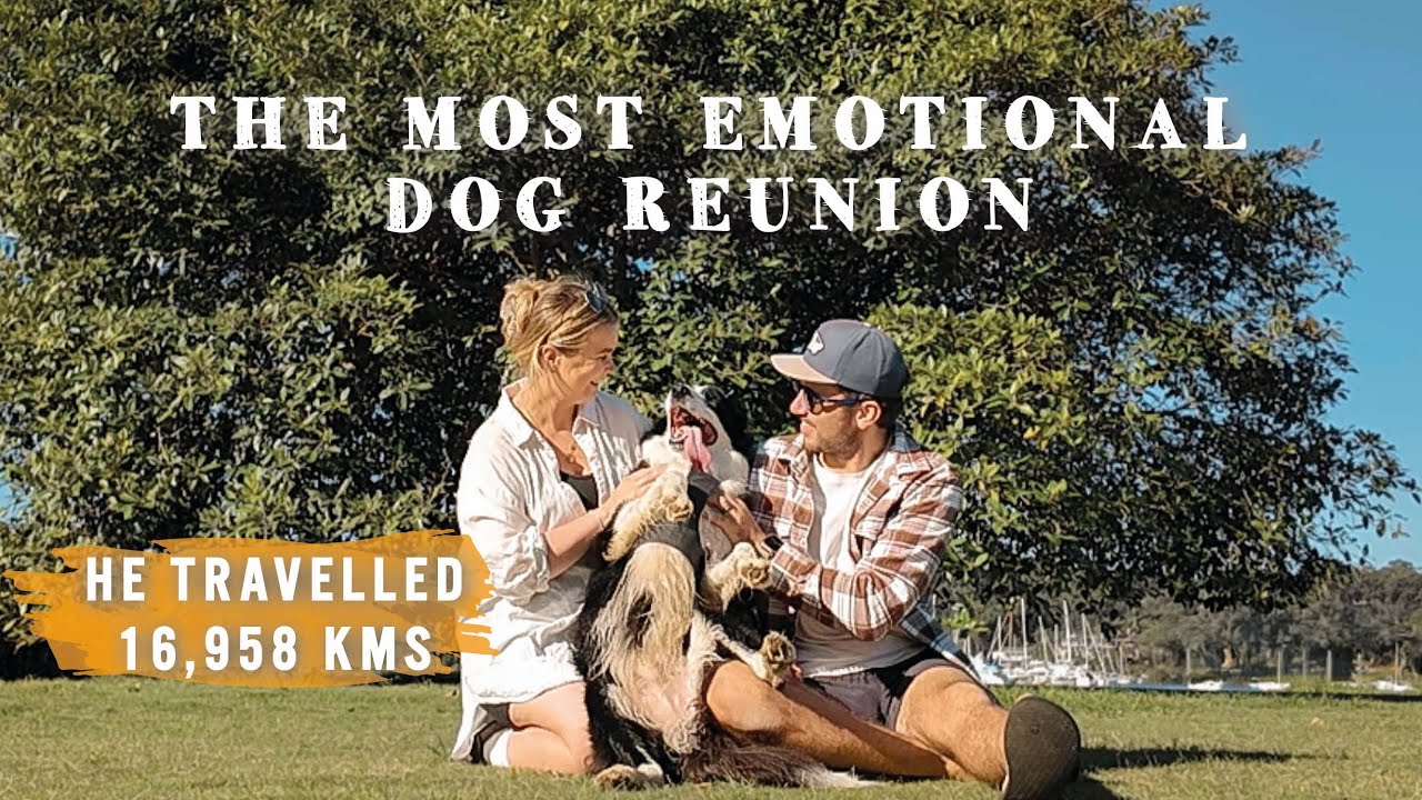 REUNITING with Our Dog After Flying Him to Australia & We're Back to VAN LIFE!!