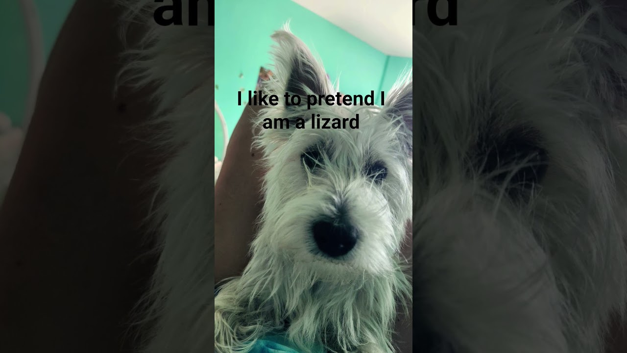 to hot #puppy #youareoneofakind #funny #pets #cutedog