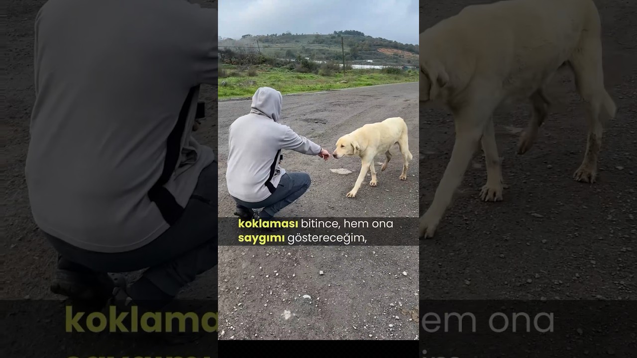 Sokaktaki K&ouml;pekle Tanışmak #k&ouml;pekler #k&ouml;pekbedendili #k&ouml;pekadam #&ccedil;ağrıaracı #k&ouml;pek #kka