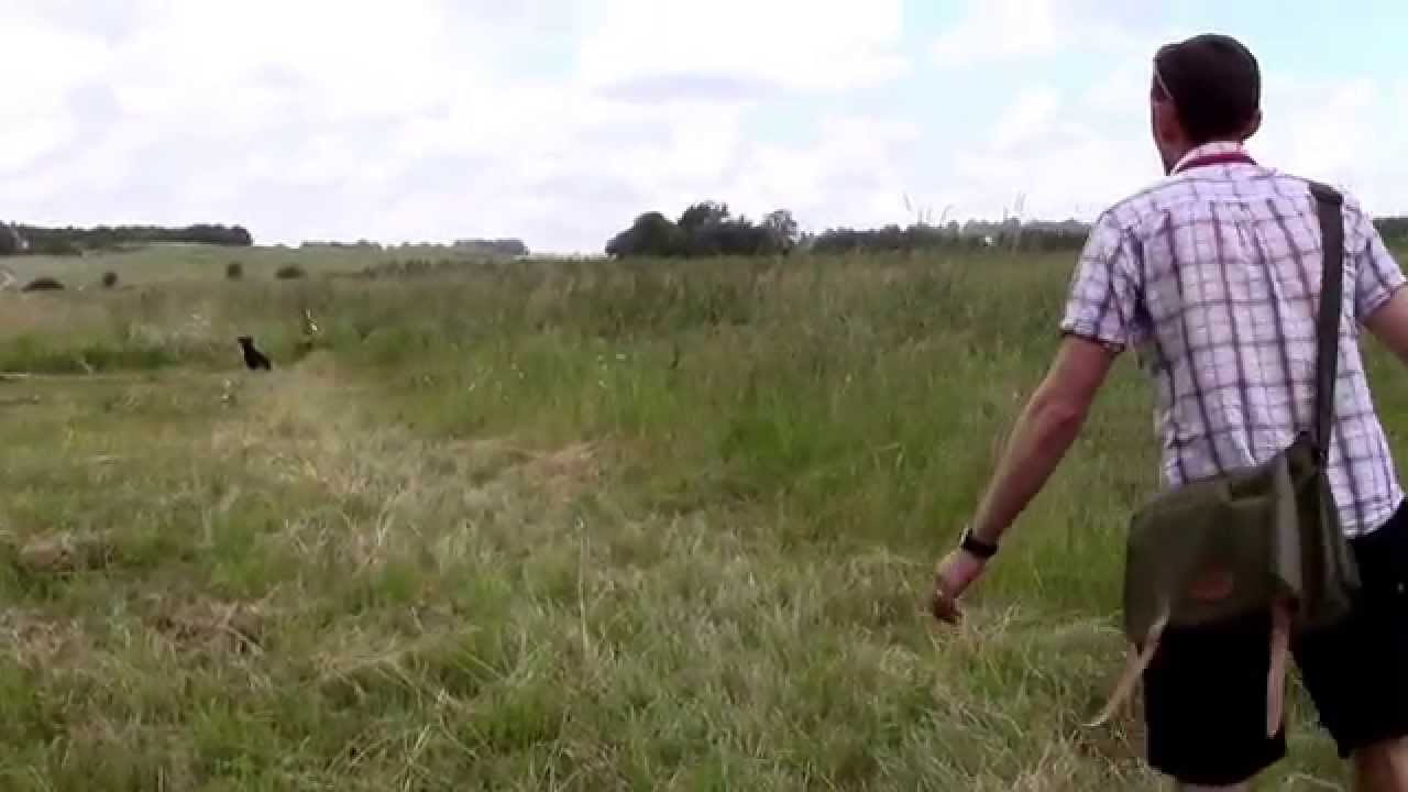Milly The Labrador - first gundog test - 2/3