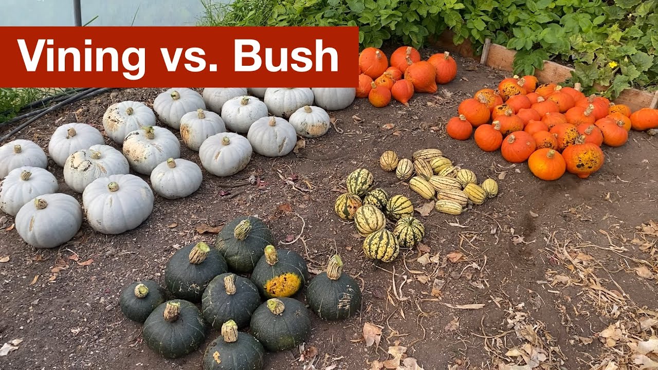 Vining vs Bush Squash