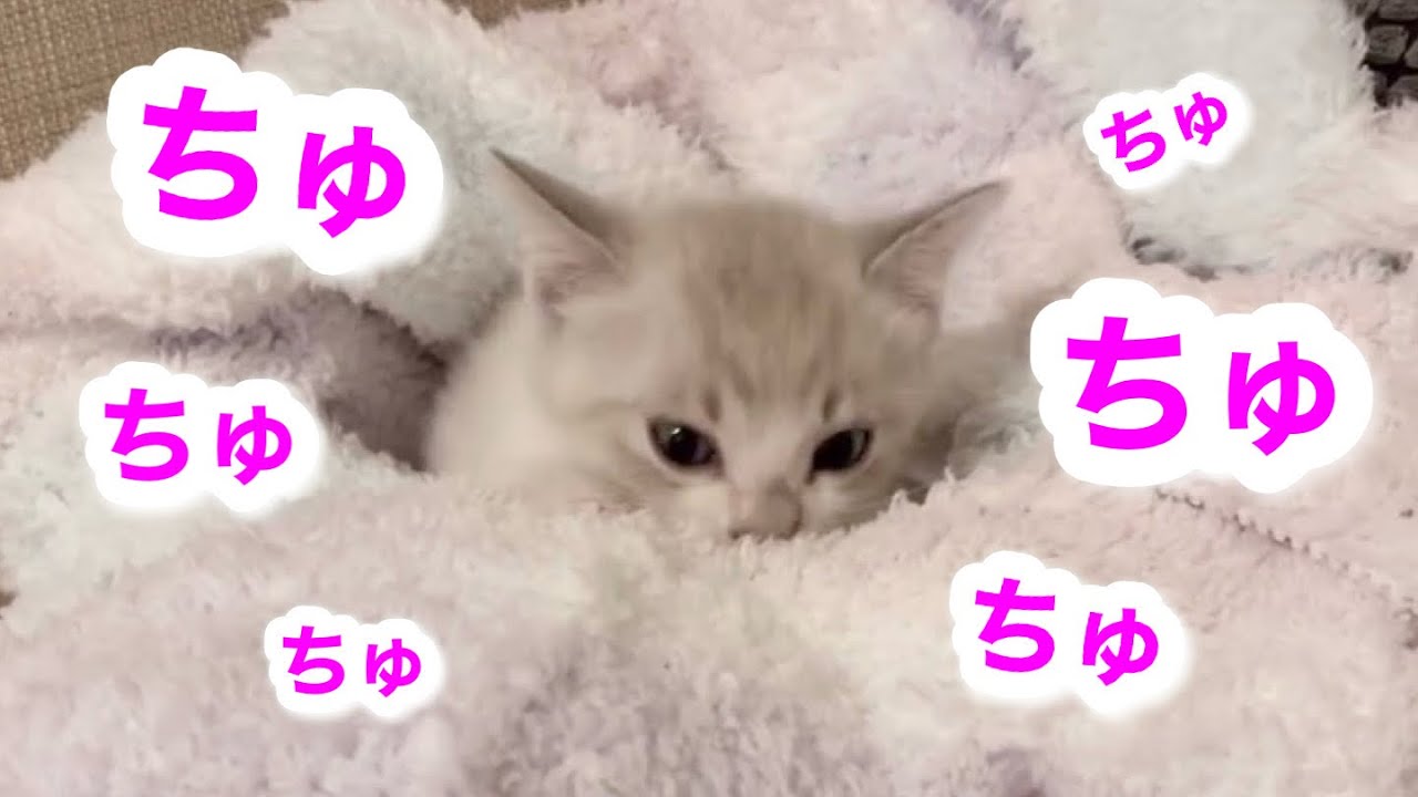 ふみふみしたあと、寝言を言う子猫が可愛すぎた💬笑