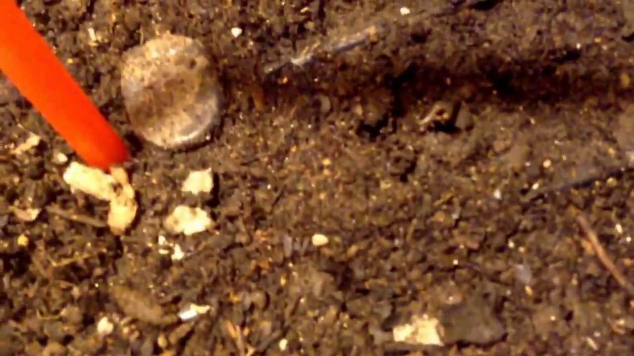 Growing Devils tongue