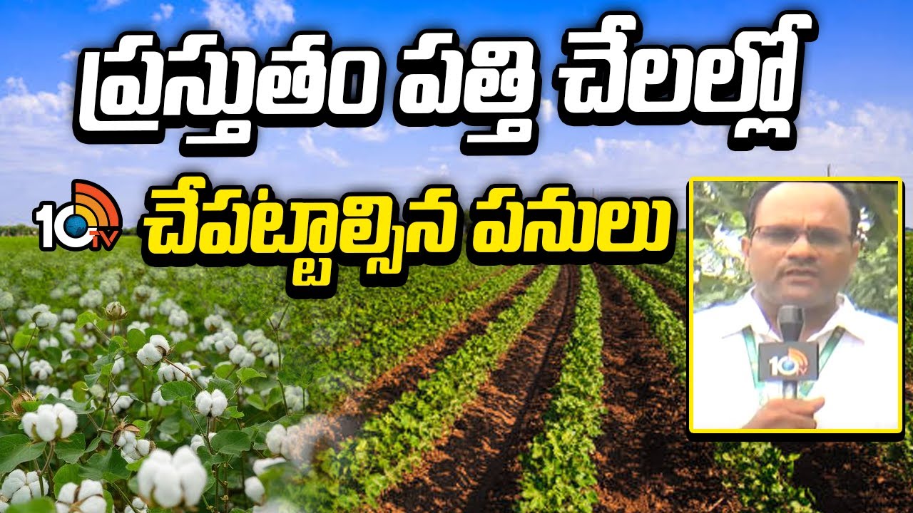 Cotton Cultivation | ప్రస్తుతం పత్తి చేలల్లో చేపట్టాల్సిన పనులు | Matti Manishi | 10TV News