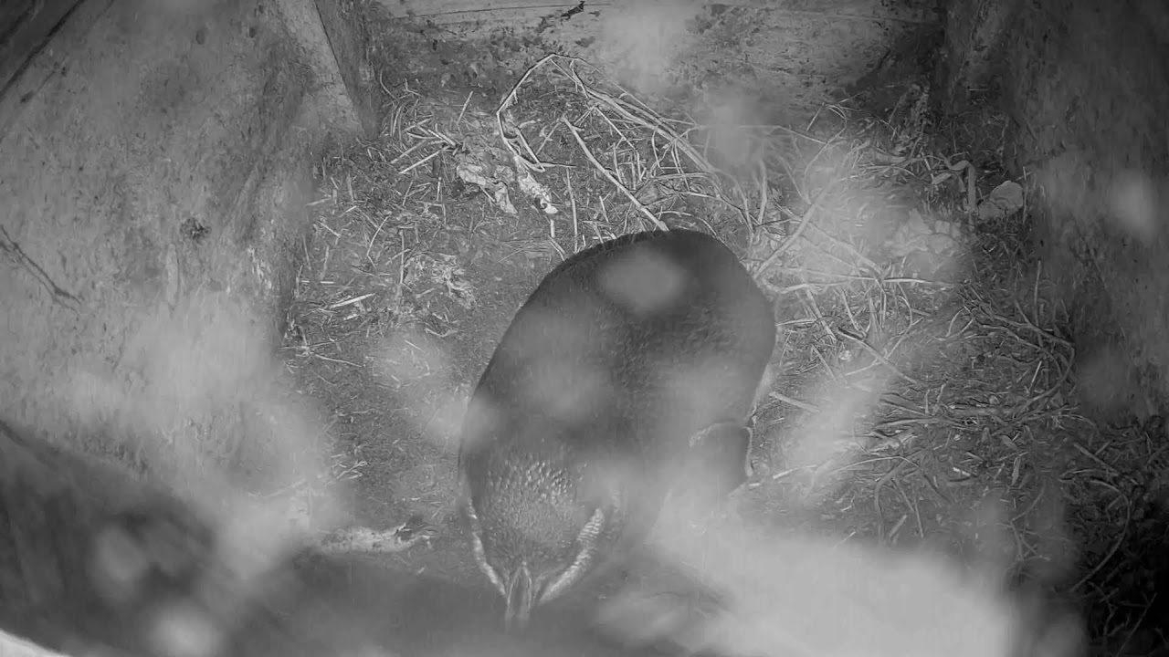 Burrow Cam