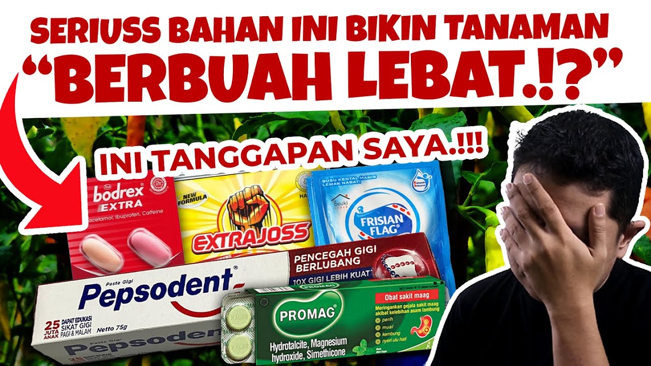 TANGGAPAN PPL.❗❗❗ BODREX, EXTRAJOSS, PEPSODENT, PROMAG & SUSU BIKIN TANAMAN SUBUR BERBUAH LEBAT.
