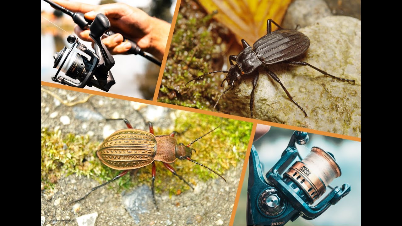 Два жука! Катушки Abu Garcia Carabus SX1000 и STX1000.