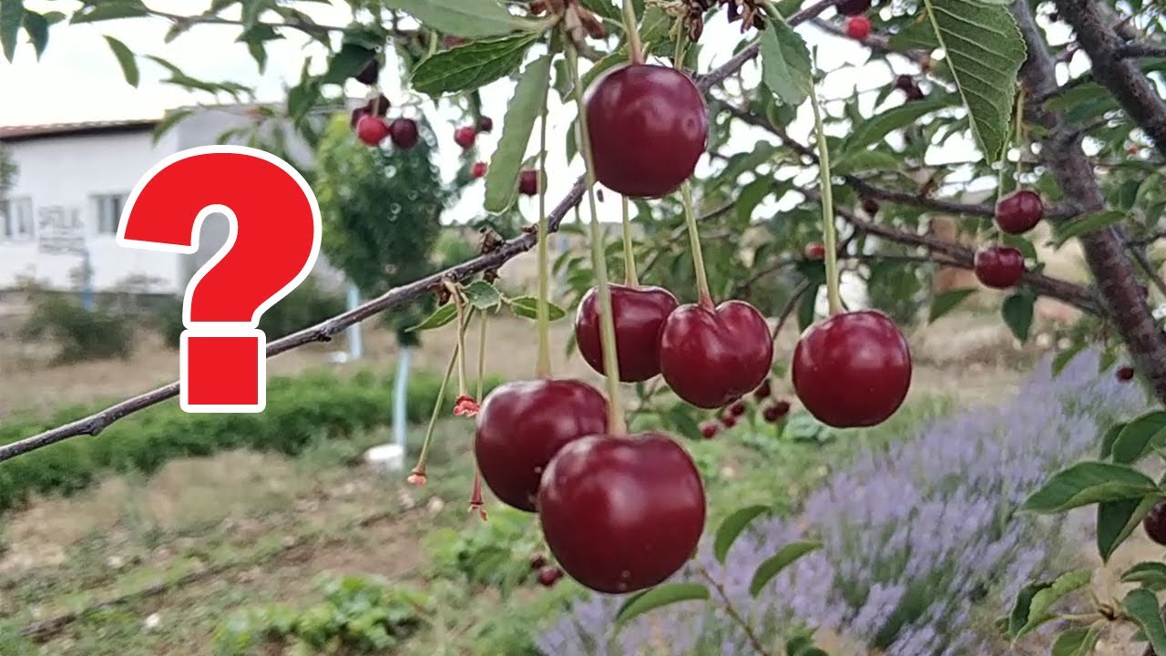 4 Yaşında Vişne Ağacı Kaç Kilo Meyve Verdi?
