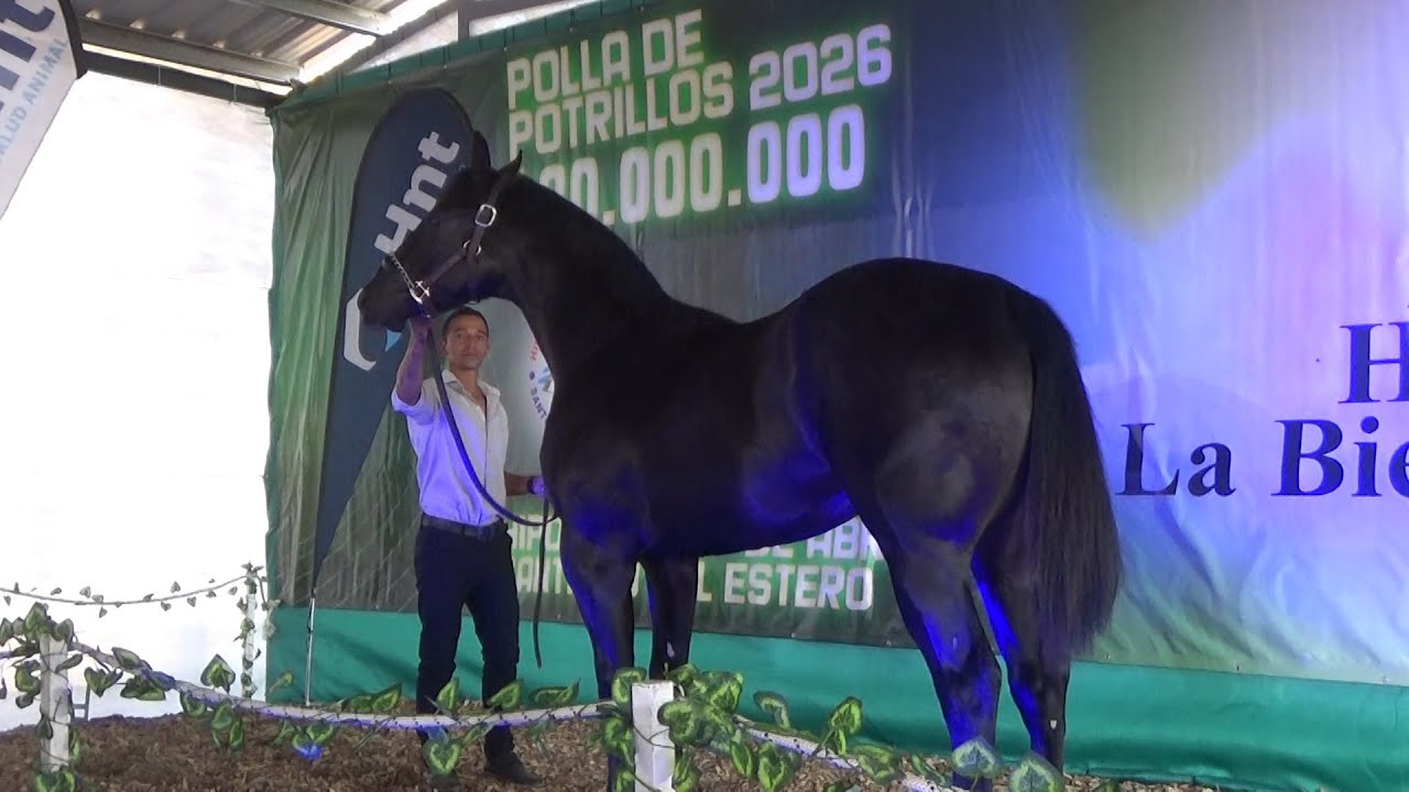 Claudioturf Haras La Bien Plantada - Gran Remate 2025 de Potrillos Cuarto de Milla 03.05.2025
