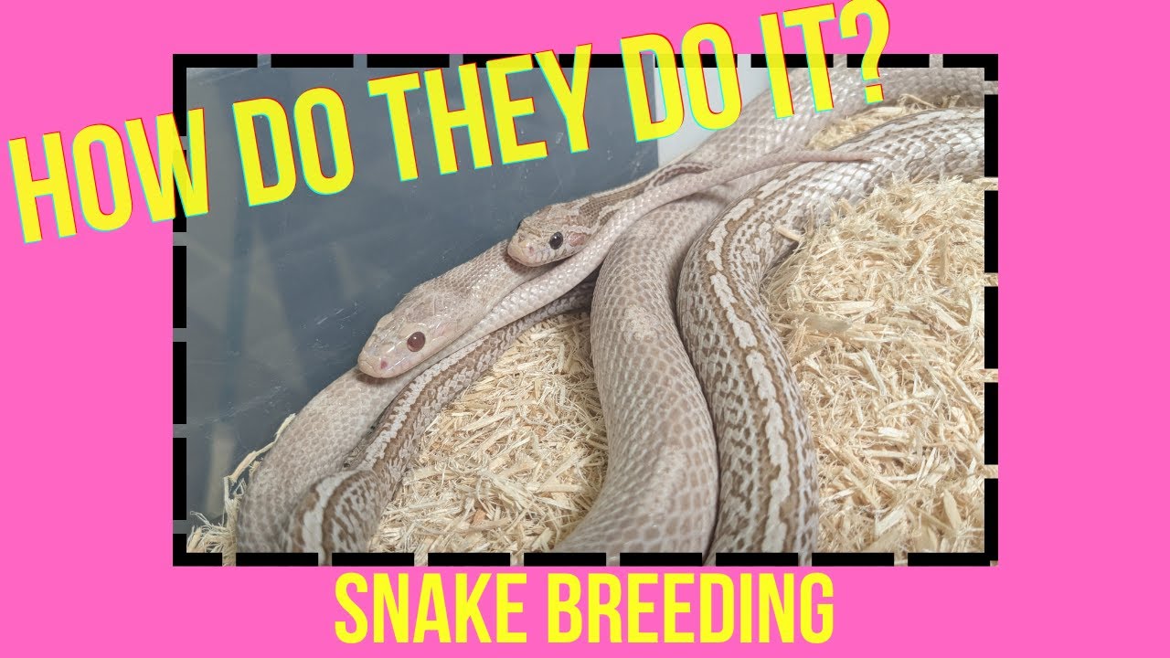 HOW DO SNAKES BREED?