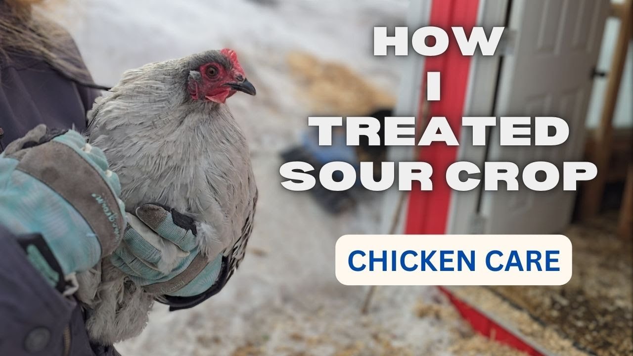 How I Treat Sour Crop in my Chickens