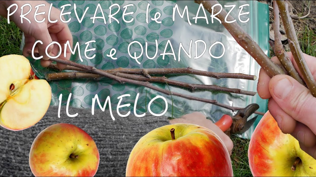 COME E QUANDO PRELEVARE MARZE DI MELO 🍎 per OTTENERE MATERIALE DA INNESTO 🌿