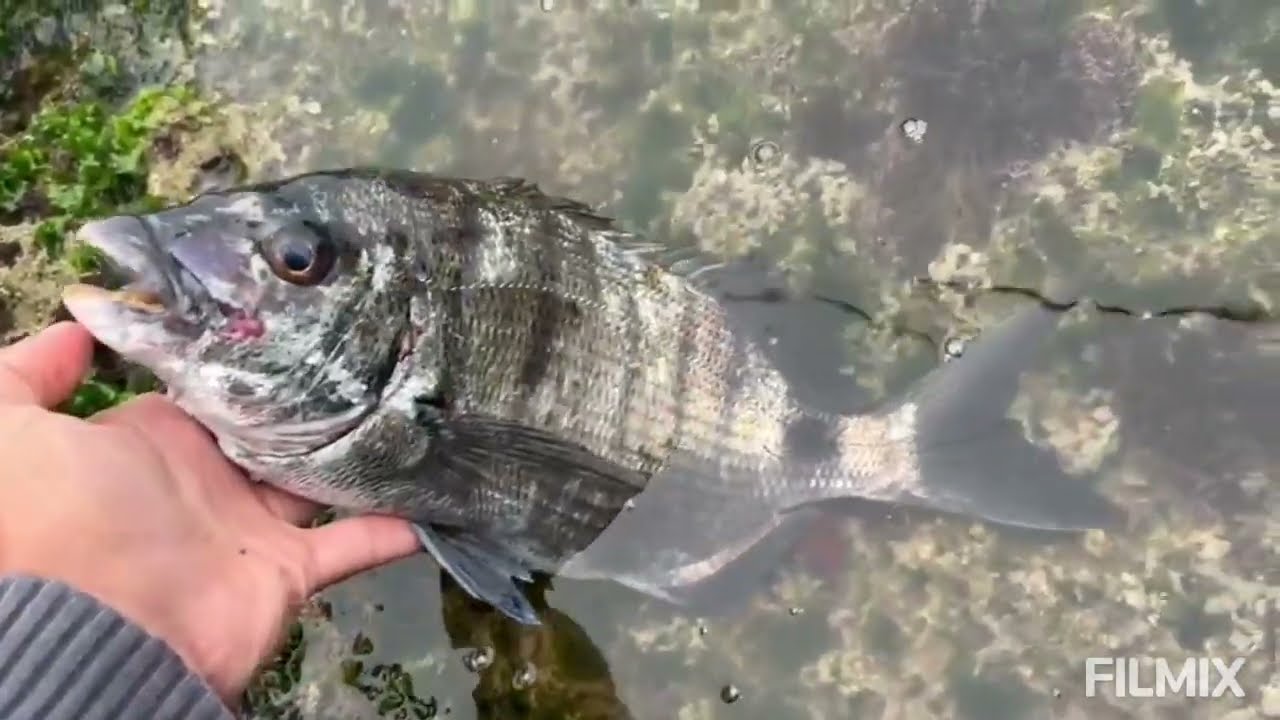 # أخطر 2 مصايد 🎣في المنصورية :🕌 قصر الأميرة 🫅و جزيرة الغويشي 🐟