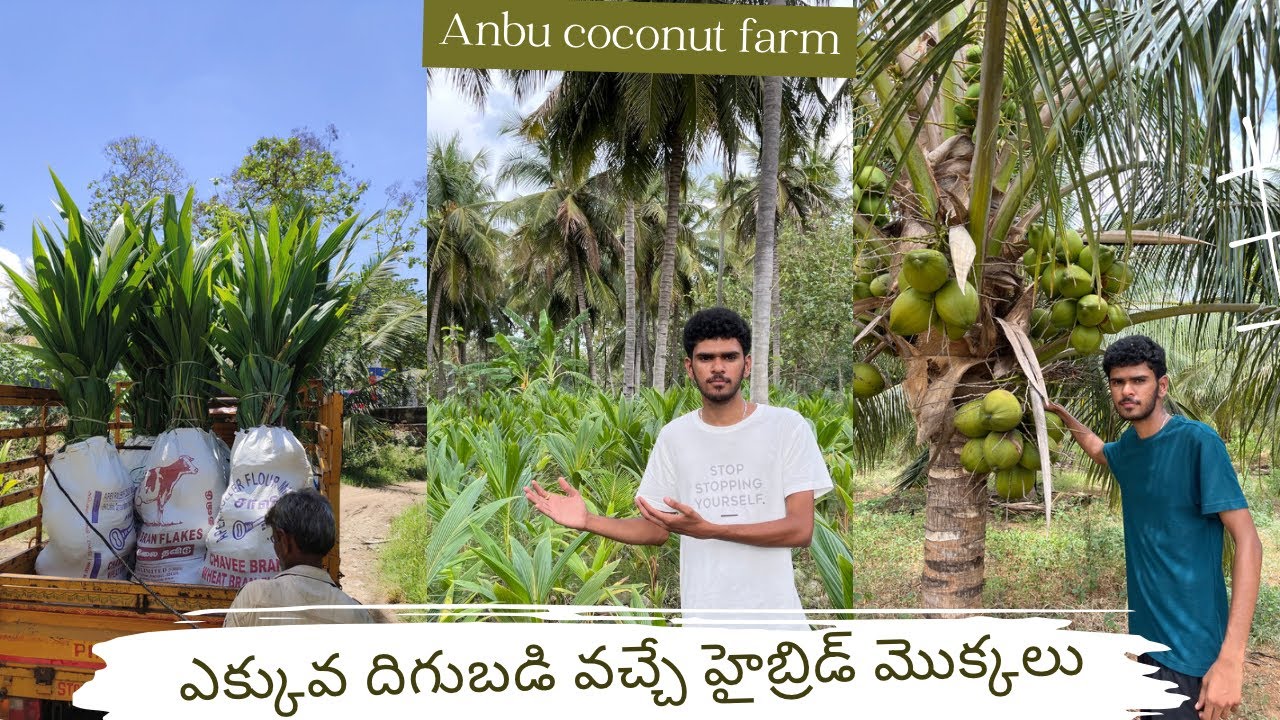 Hybrid coconut tree |Ganga bondam | TXD |malayasian green| COD |All kind of coconut trees available