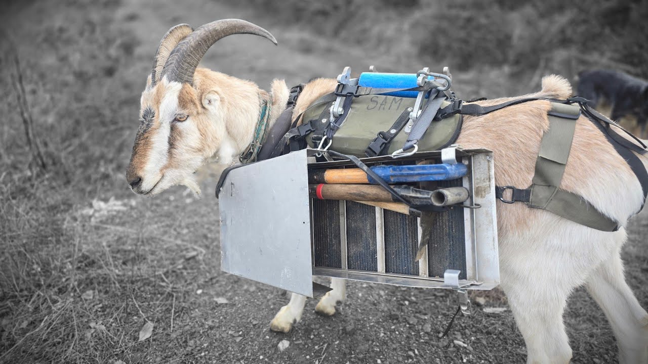 Something a little different #packgoats #2026 #idaho #gold #winter #hunting