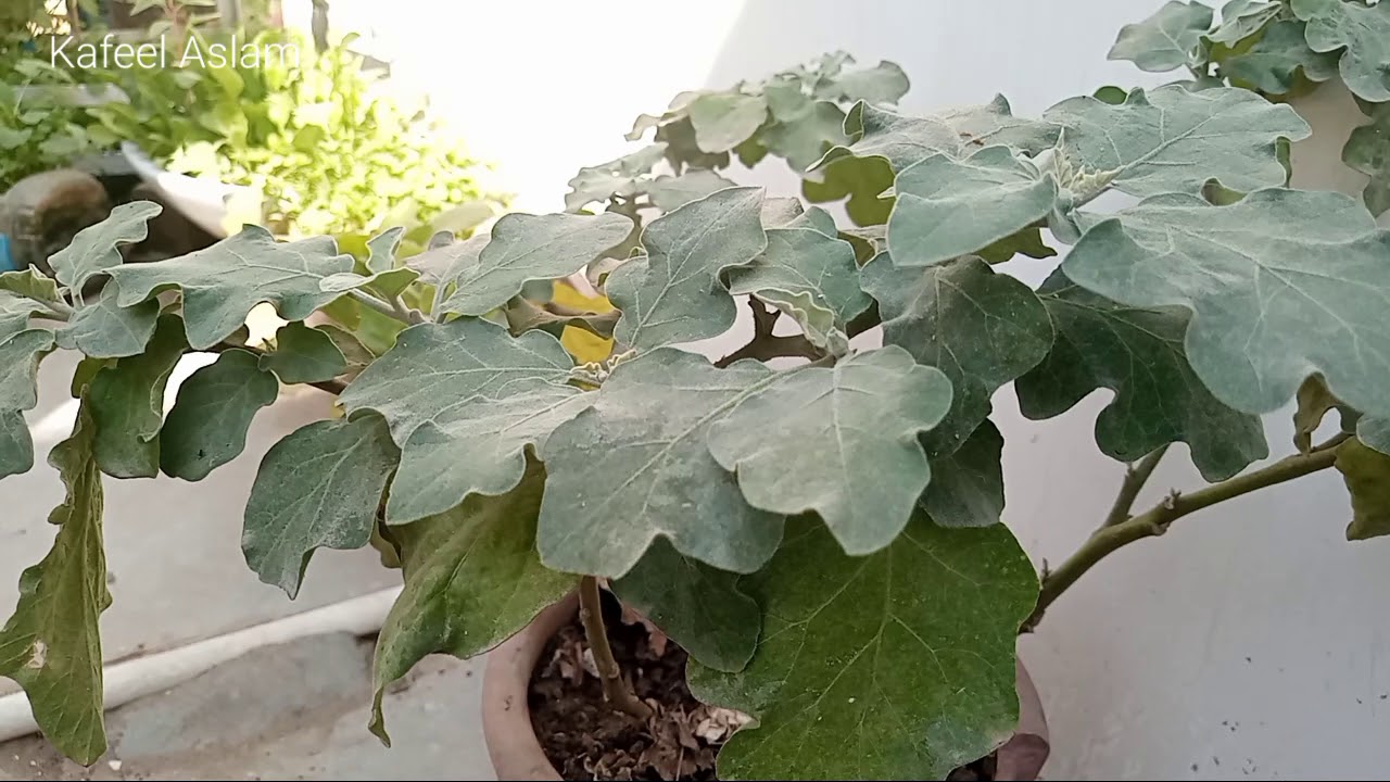 kitchen gardening | Urdu vlog | Kafeel aslam |
