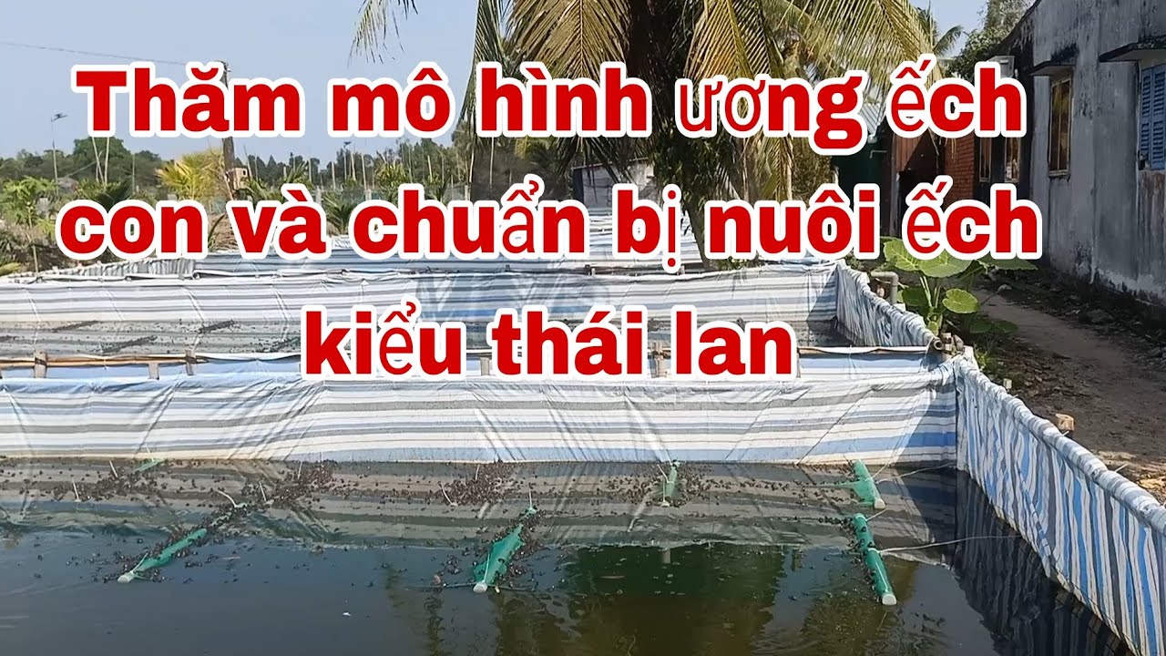 Mô hình ương ếch con và chuẩn bị cho mô hình nuôi ếch kiểu Thái Lan/eels farming/ muoi nông thôn.