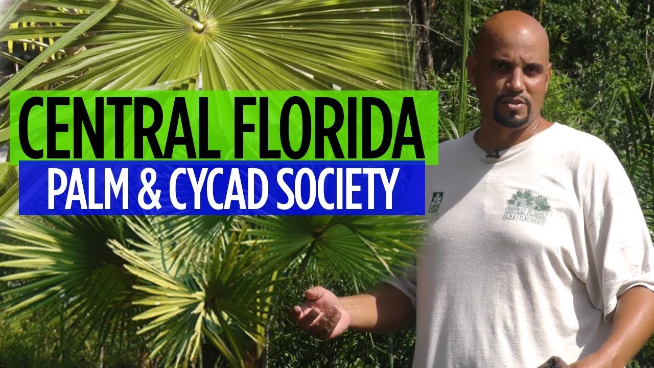 Central Florida Palm & Cycad Society W/David Casella
