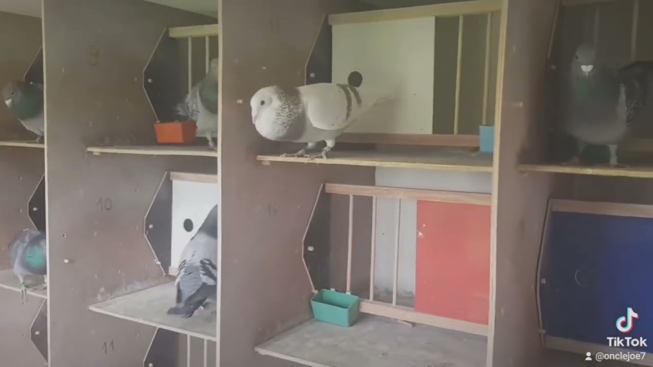 что делать после основной линьки у гоночных голубей