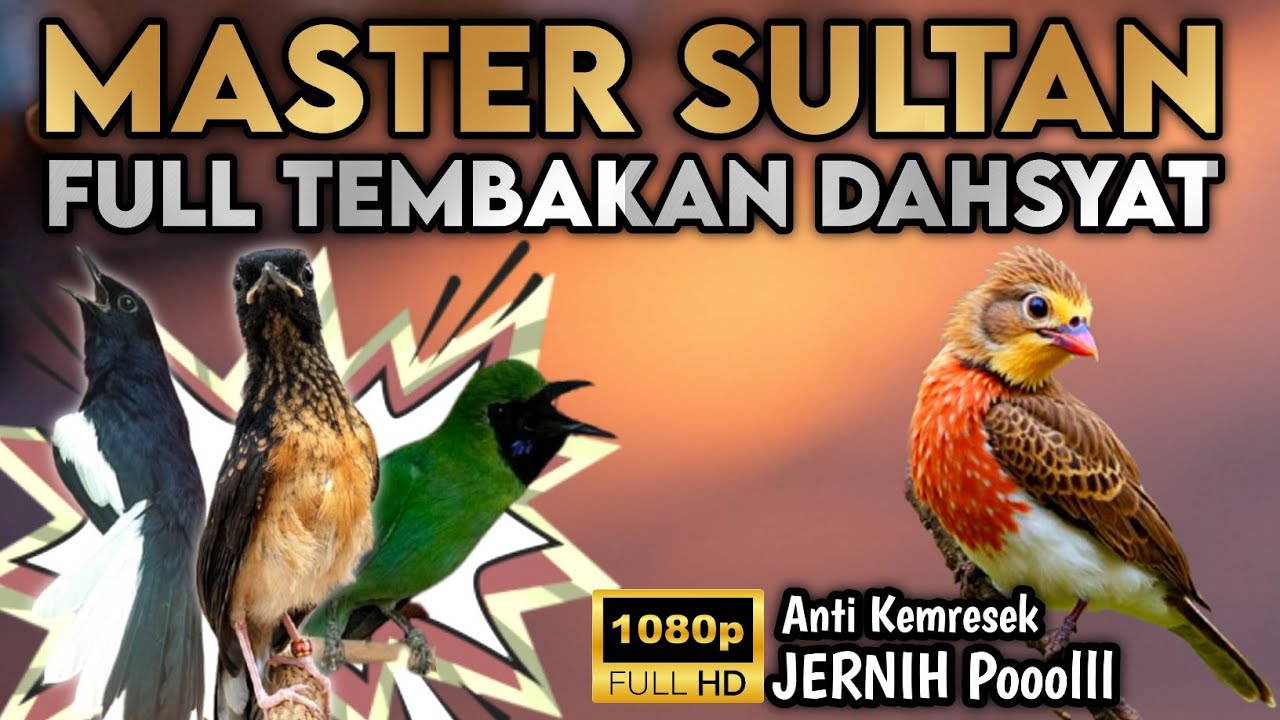 MASTERAN SULTAN FULL TEMBAKAN DAHSYAT || Untuk murai batu,kacer,cucak hijau