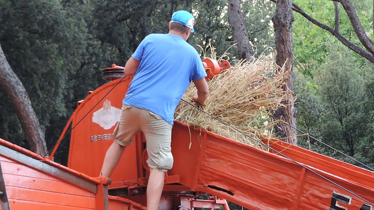 La rievocazione della trebbiatura del grano